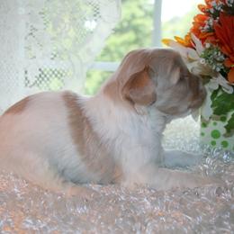 Australian Labradoodle Puppies from Windsor Creek Labradoodles