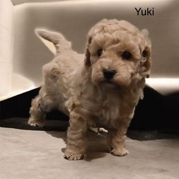 AKC girl Yuki 2300 NATURAL TAIL - Apricot female Poodle puppy in Cartersville, Georgia from Alpha Tiny Paws