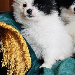 Oreo - Black parti male Pomeranian puppy in Harrisonville, Missouri from Cindy's Pomeranians