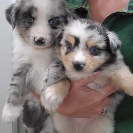 Australian Shepherd Puppies from Driftless Australian Shepherds