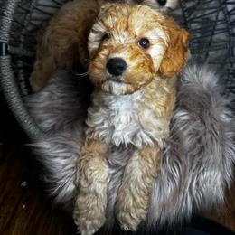 Dory - Apricot female Goldendoodle puppy in Corona, California from SoCalFamilyFrenchies, Doodles and more