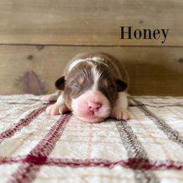 Honey - Red tri-color female Australian Shepherd puppy in Kearney, Nebraska from Helix Aussies