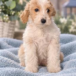 Apollo - Parti male Goldendoodle puppy in Milton, Florida from Sutton Place Doodles