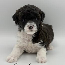 Sweetheart - Parti female Poodle puppy in Wheatland, California from Sapphire Ridge Poodles