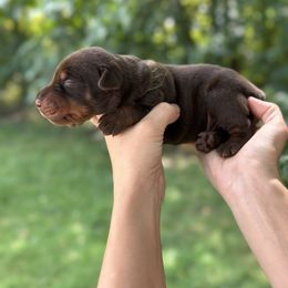 Brown boy - green color - Red and rust male Doberman Pinscher puppy in Old Bridge, New Jersey from Wizard Ost Revolution kennel