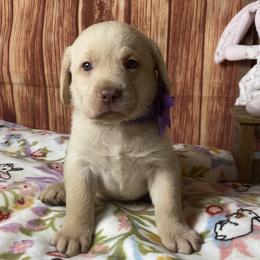 Girl 1 - female Labrador Retriever puppy in Newmanstown, Pennsylvania from Royalty Retrievers
