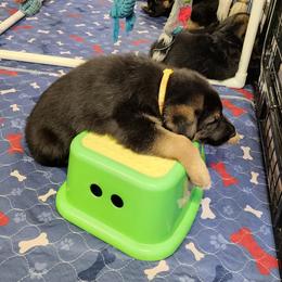 German Shepherds from Hesse German Shepherds LLC