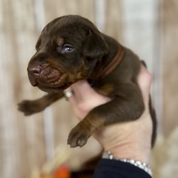 Male 1 - Red and rust male Doberman Pinscher puppy in Aredale, Iowa from Royal Dynasty Dobermann Kennel