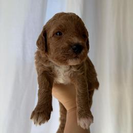 Peaches - Red  female Goldendoodle puppy in Sacramento, California from GoldenDoodle Love