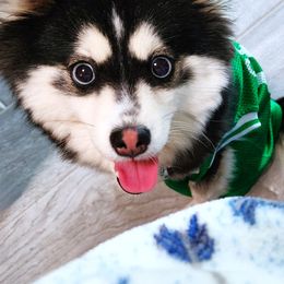 Murphy - Pomsky