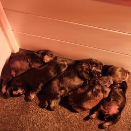 Miniature Schnauzer puppies from Weiland's Ruby