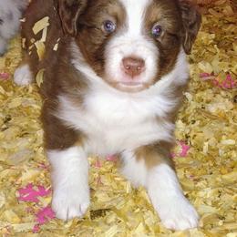 Australian Shepherd Puppies from High Desert Aussies