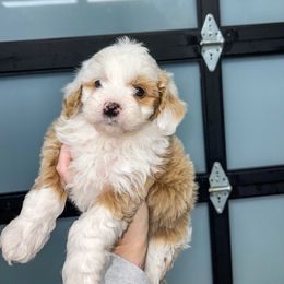 Aussiedoodle and Goldendoodle Puppies from Cosby Ranch Doodles