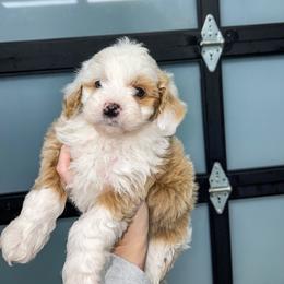 Aussiedoodle and Goldendoodle Puppies from Cosby Ranch Doodles