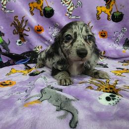 Black dapple girl - Dapple female Dachshund puppy in West Plains, Missouri from Spring Creek Dachshunds