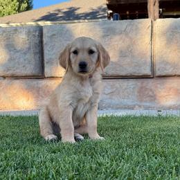 Ford- Red - Golden male Golden Retriever puppy in Cedar City, Utah from RuTess Goldens