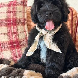 Motive - Black male Australian Labradoodle puppy in Valley Springs, California from Blue Denim Doodles