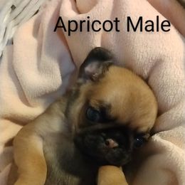 Pug All Grown Up from Carla's Pugs