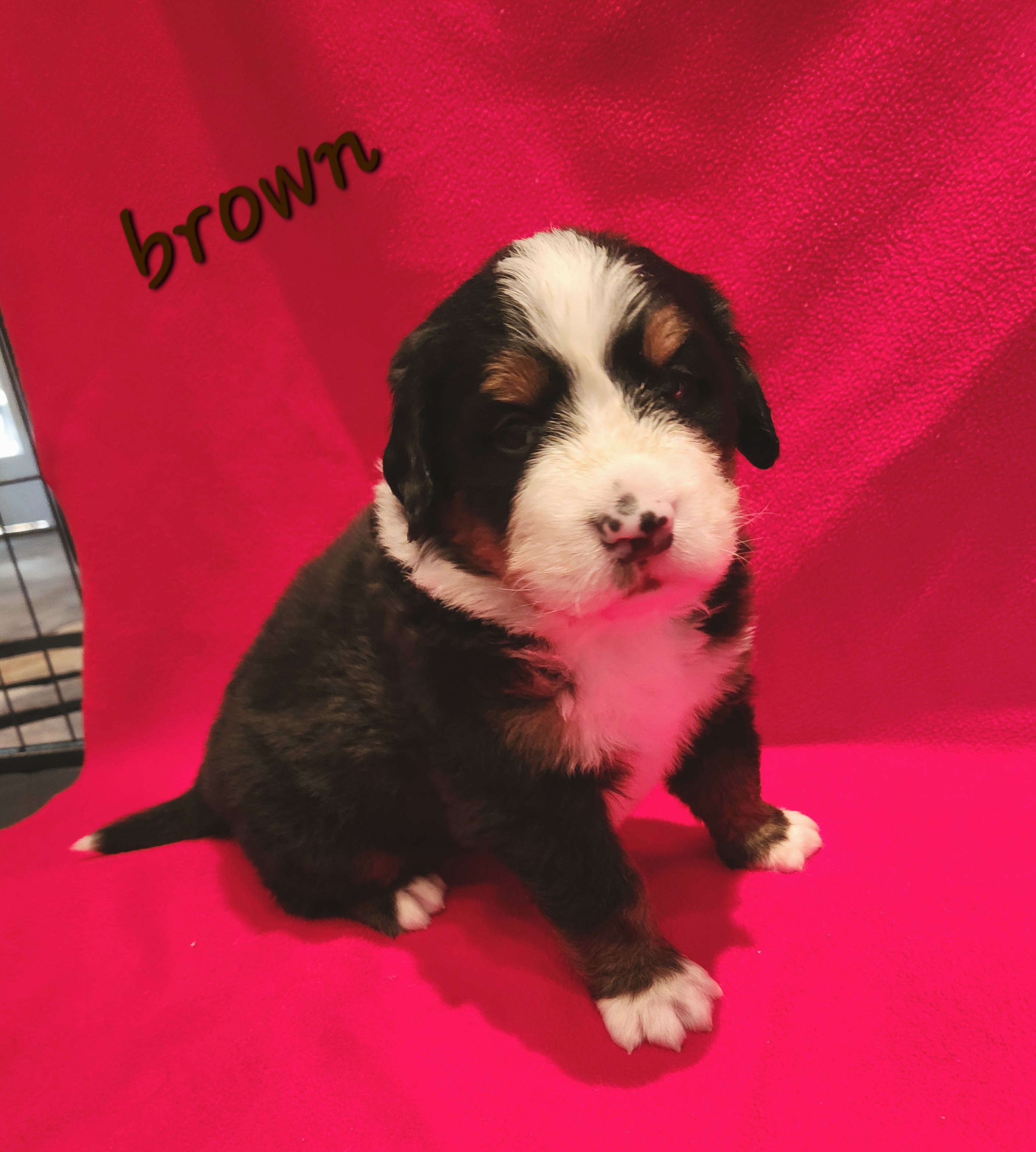 Boy 3 - Bernese Mountain Dog puppy in New Jersey from MadKnight Farms Bernese