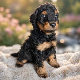 Bear - Black male Goldendoodle puppy in Englewood, Ohio from The Golden Aussie Co.