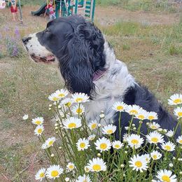 English Springer Spaniels from Springer Spaniels of Diamond Lake