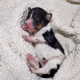 Maple - Tri-color female Bernedoodle puppy in Delta, Pennsylvania from KEE Bernedoodles