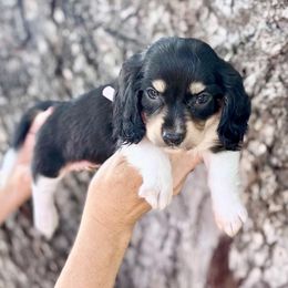 Star - Piebald female Dachshund puppy in Early, Texas, Texas from Lady J’s Dachshunds
