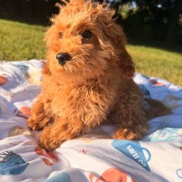 Blu - Champagne male Maltipoo puppy in Mahwah, New Jersey from Awwws-n-Pawws