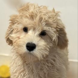 Churro - SM0549 - Cream male Australian Labradoodle puppy in Easley, South Carolina from Royal Diamond Labradoodles