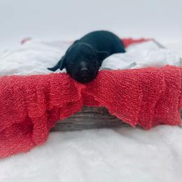 Lovie - Black female Goldendoodle puppy in North Carolina from Tuxedo Mountain Doodles