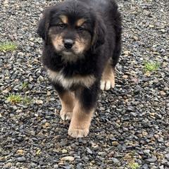 Female - female Golden Mountain Dog puppy in Tacoma, Washington from Canyon Meadows Farm