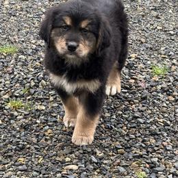 Female - female Golden Mountain Dog puppy in Tacoma, Washington from Canyon Meadows Farm