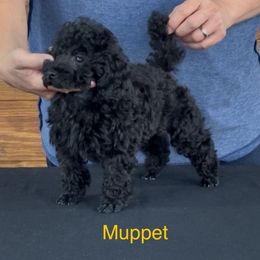 AKC CHAMPION SIRED Muppet DNA Tested lines - Black male Poodle puppy in Jacksonville, Alabama from Abounding Poodles