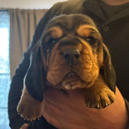 Boy 2 blue - Black white and tan male Basset Hound puppy in Columbus, Ohio from Olveras Hound of Ohio