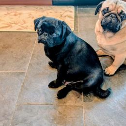PIPER - Pug