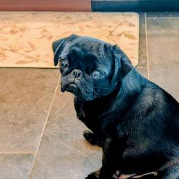 PIPER - Pug