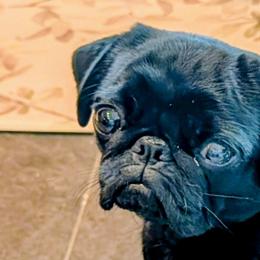 PIPER - Pug