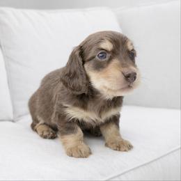 Mystic (Chocolate and cream) (No breeding homes allowed) - Chocolate and cream male Dachshund puppy in Fayetteville, North Carolina from RRD
