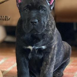 Green - Black brindle male Cane Corso puppy in Paris, Texas from Knucklehead Cane Corso