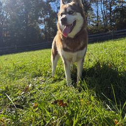 Kizy - Siberian Husky