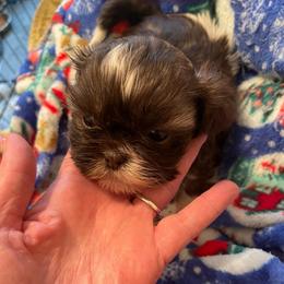 Girl 3 - Brindle female Shih Tzu puppy in Lebanon, Tennessee from Jan’s Shihtzus