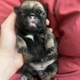 Willow - Fawn female Pug puppy in Glendale/Azalea, Oregon from Malta Pugs
