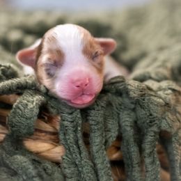 Brie - Red merle female Miniature American Shepherd puppy in Groesbeck, Texas from Empire Miniature American Shepherds