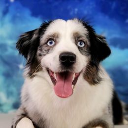 TOKYO - Miniature Australian Shepherd