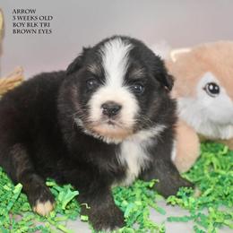 Arrow - Black tri male Miniature Australian Shepherd puppy in Patterson, North Carolina from DreamLine Aussies