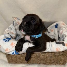 Theo - Brindle male Boxer puppy in Garland, North Carolina from Magen's Boxers