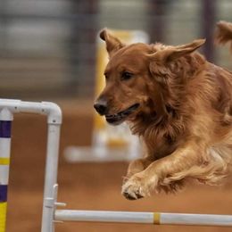 German Shorthaired Pointers and Golden Retrievers from Monticello Kennels
