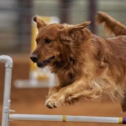 German Shorthaired Pointers and Golden Retrievers from Monticello Kennels