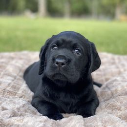 Labrador Retriever Puppies from Royal K Labradors