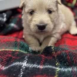 Snap - Wheaten female Scottish Terrier puppy in Bristol, Virginia from Schrute Farms Canine Clan